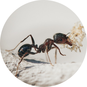 Black ant removal