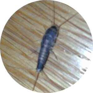 Silverfish